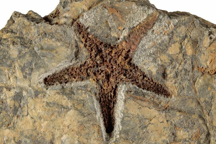 1.7" Ordovician Starfish (Petraster?) Fossil - Morocco